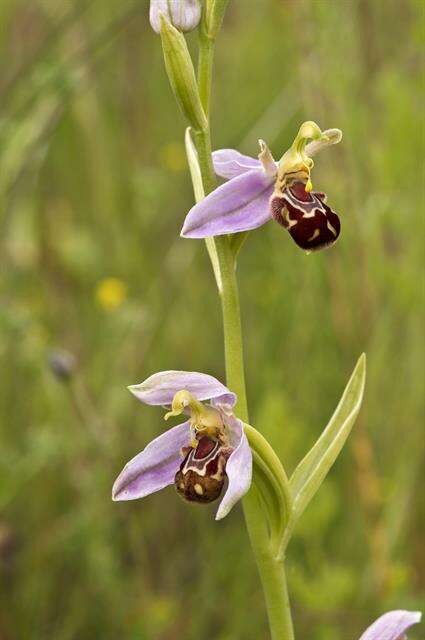 Image of Bee orchid