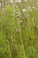 Image of Bee orchid