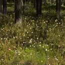 Imagem de Rhododendron tomentosum (Stokes) Harmaja