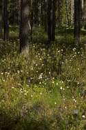 Imagem de Rhododendron tomentosum (Stokes) Harmaja