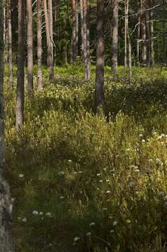 Imagem de Rhododendron tomentosum (Stokes) Harmaja