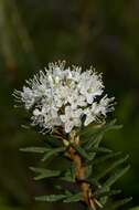 Imagem de Rhododendron tomentosum (Stokes) Harmaja