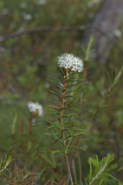 Imagem de Rhododendron tomentosum (Stokes) Harmaja