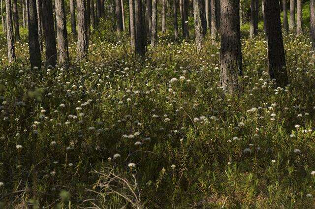 Imagem de Rhododendron tomentosum (Stokes) Harmaja