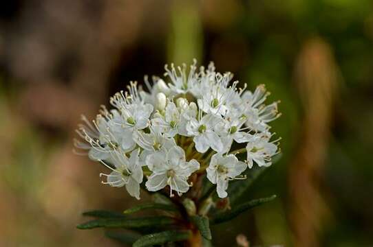 Imagem de Rhododendron tomentosum (Stokes) Harmaja