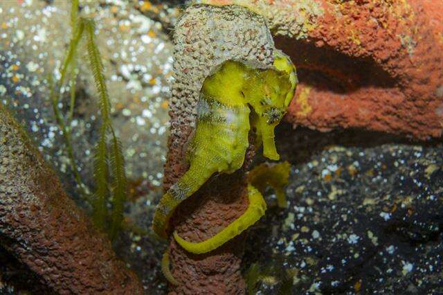 Image of seahorses