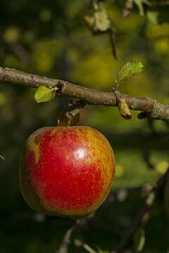 Image of apple