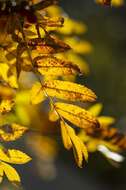 Image of rowan,  moutain ash