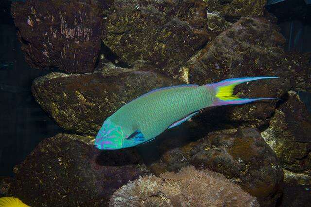 Image of Wrasses