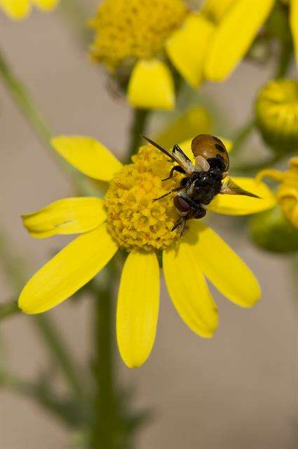 صورة Gymnosoma