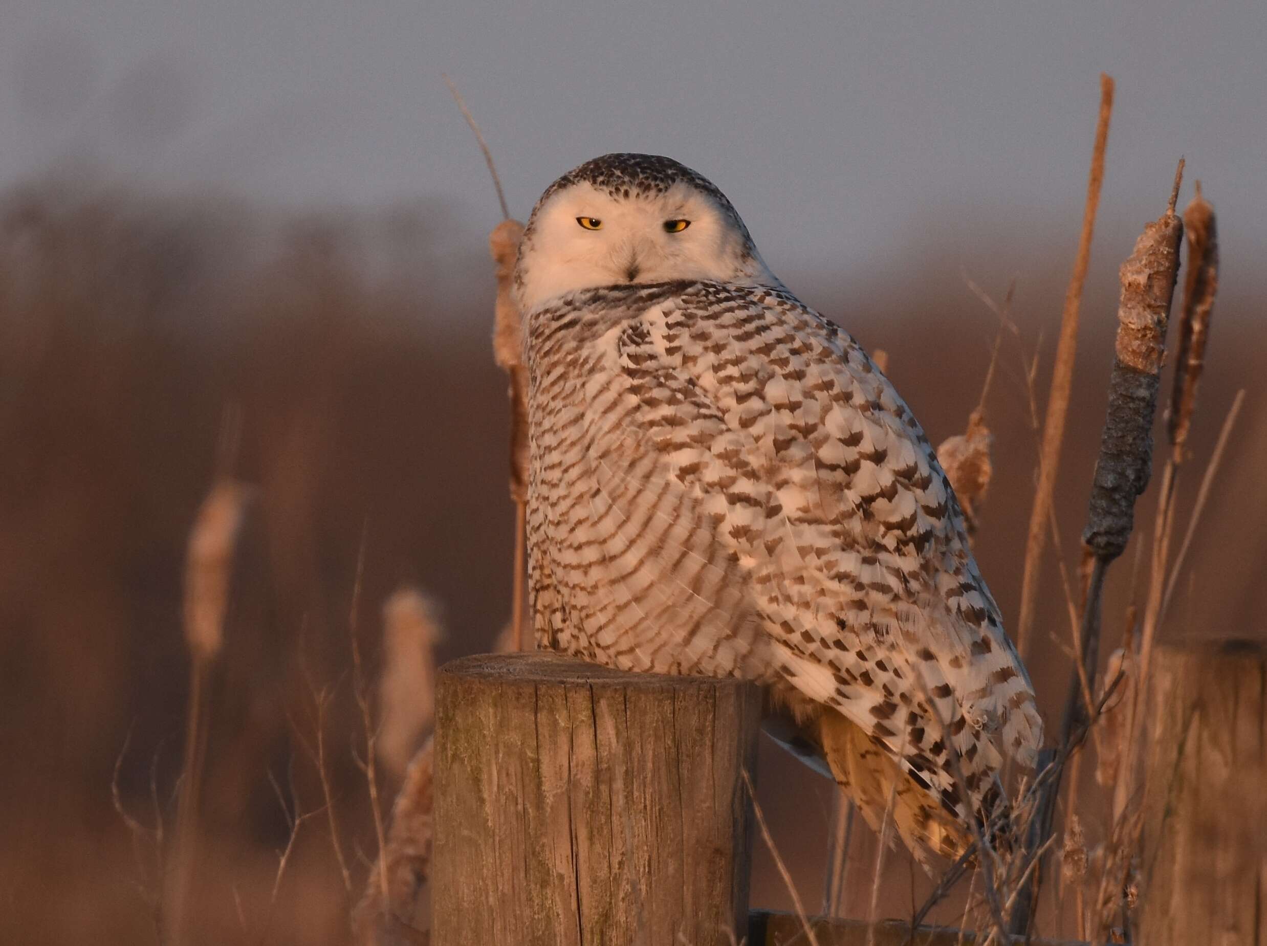 Image of Snowy Owl