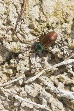 Image of Agonum