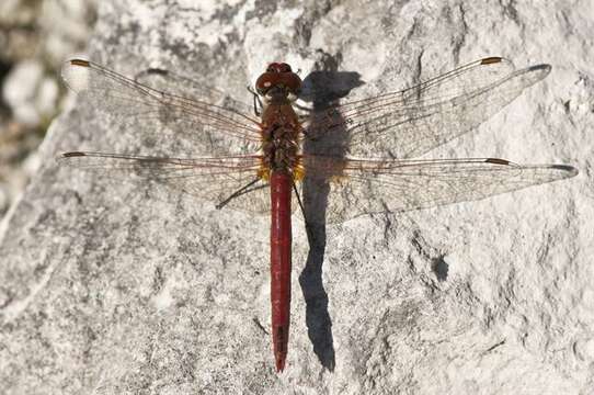 Image of Sympetrum Newman 1833