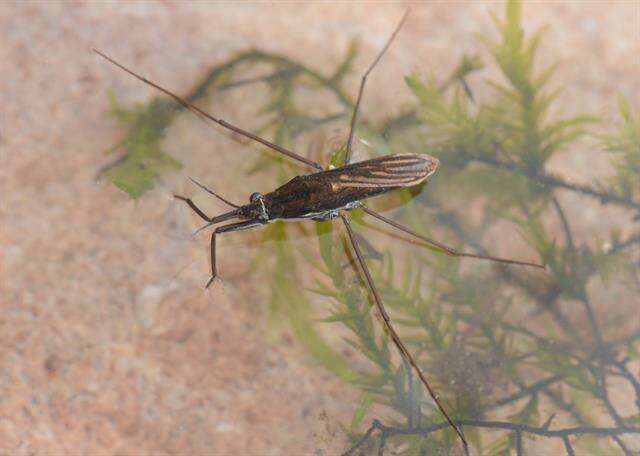 Image of <i>Gerris lateralis</i>