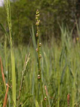 Plancia ëd Juncaginaceae