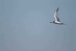 Image of Sandwich tern