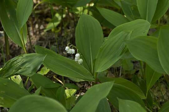 Image of convallaria