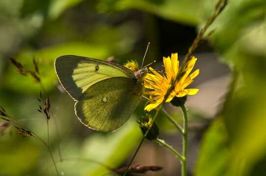 Image of Colias