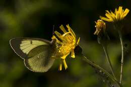 Image of Colias