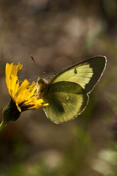 Image of Colias