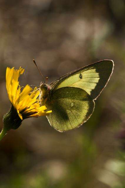 Image de Colias