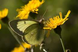 Image of Colias