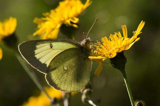 Image of Colias