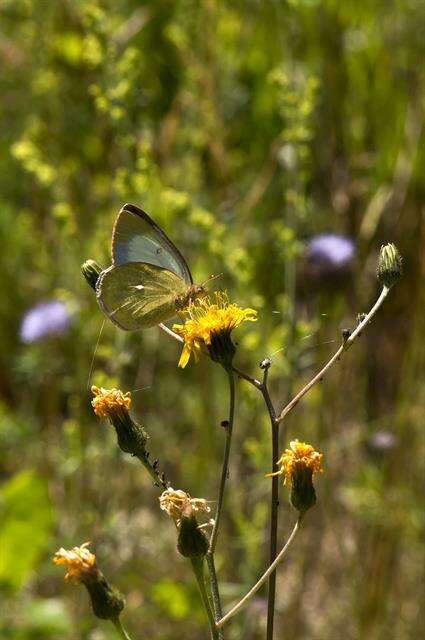 Image of Colias