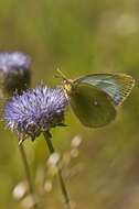 Image of Colias