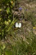 Image of Colias