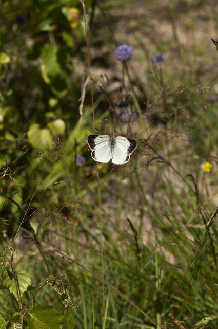 Image de Colias