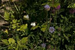 Image of Colias