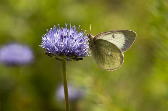 Image de Colias