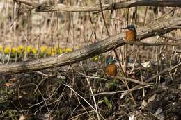 Image de Alcedo Linnaeus 1758