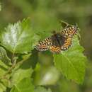 Image of cranberry fritillary