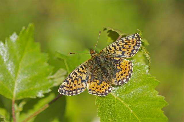 Image of Lesser Fritillaries