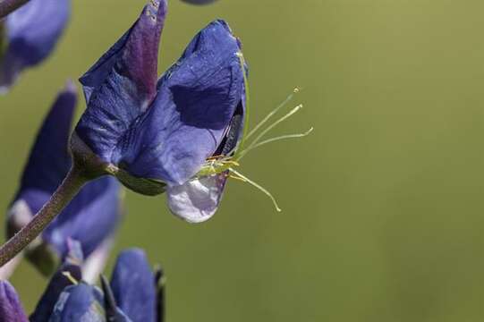 Image of Lupin