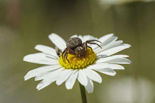 Слика од Xysticus luctator L. Koch 1870