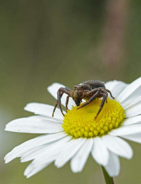 Слика од Xysticus luctator L. Koch 1870