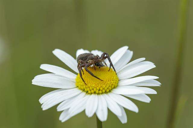 Слика од Xysticus luctator L. Koch 1870