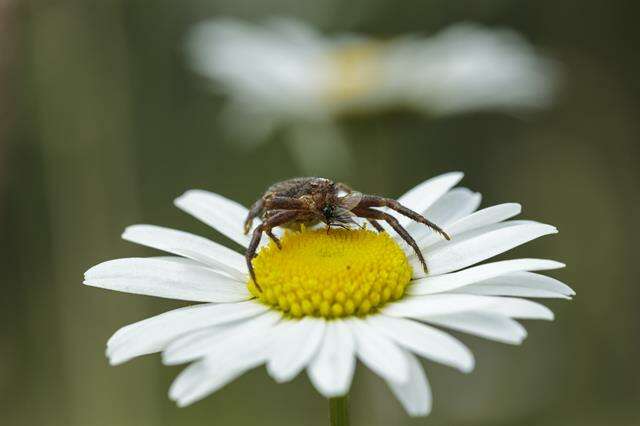 Слика од Xysticus luctator L. Koch 1870