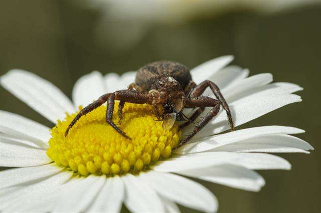 Слика од Xysticus luctator L. Koch 1870