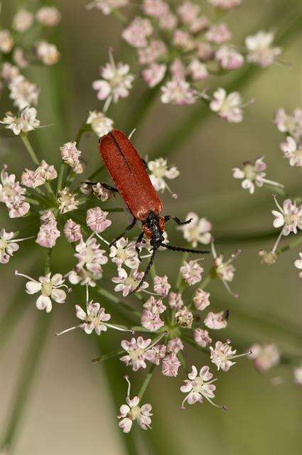 Sivun <i>Lygistopterus sanguineus</i> kuva