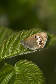 Image of Ringlets