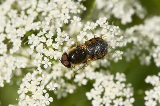 Image of Odontomyia ornata (Meigen 1822)