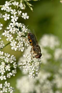 Sivun Odontomyia ornata (Meigen 1822) kuva