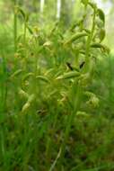 Image of Coralroot