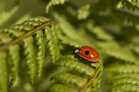 Image of ladybird beetles