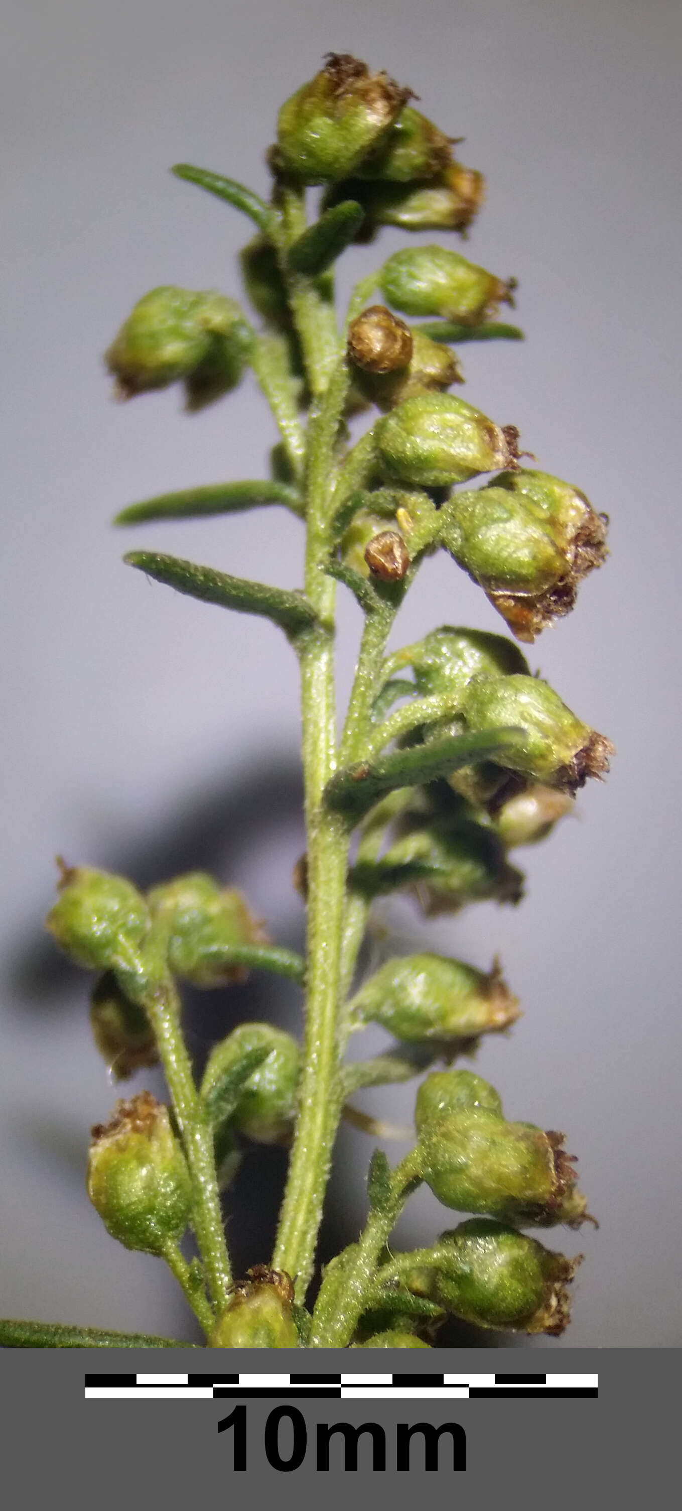 Image of tarragon