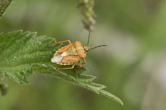 Image of <i>Carpocoris purpureipennis</i>